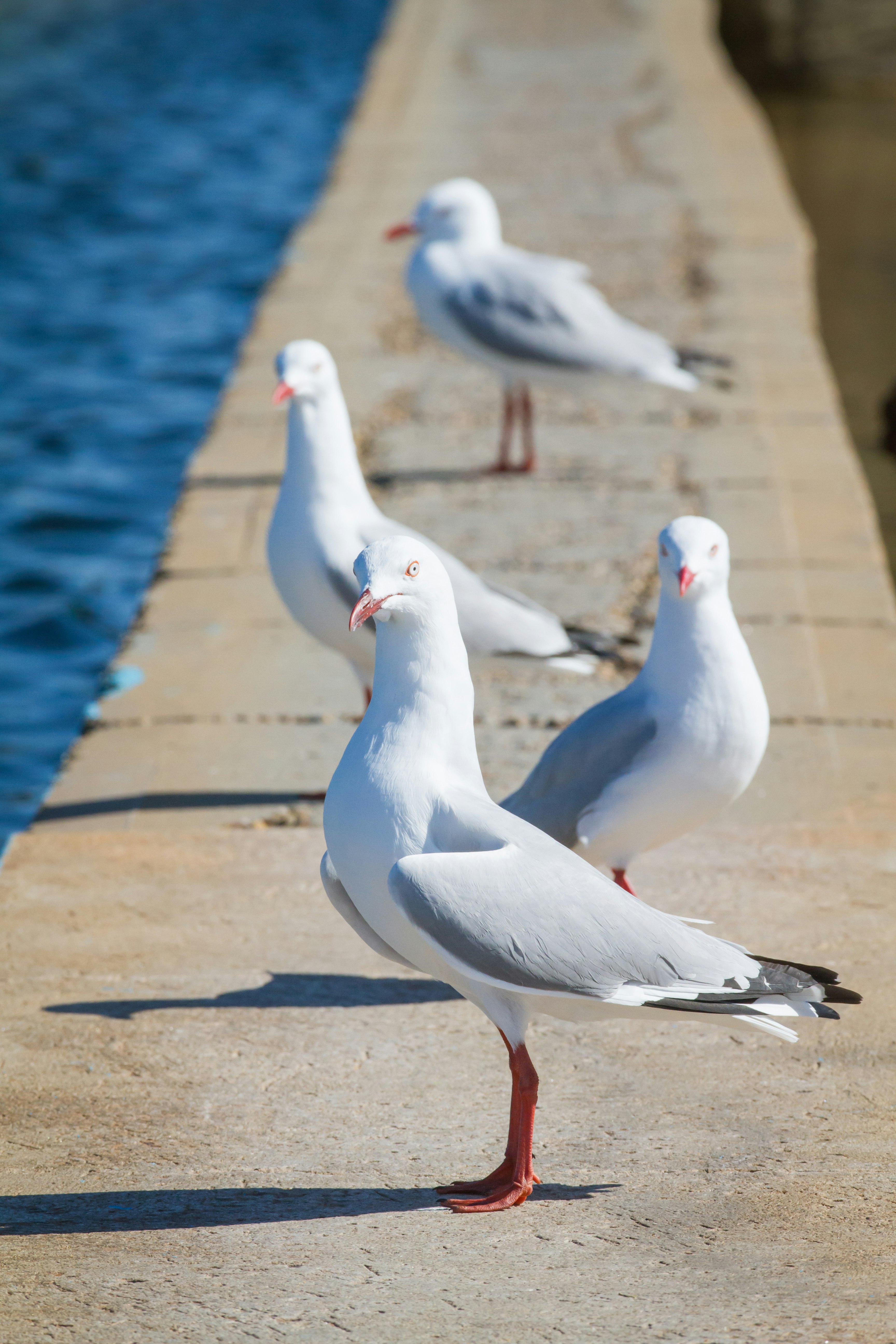 four white birds near body of water